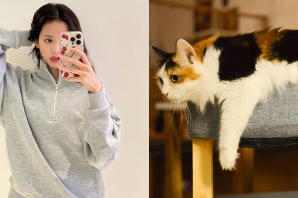 你知道自己像什麼動物嗎？MBTI人格「對應的動物」公開！ISFP完全是卡皮巴拉！