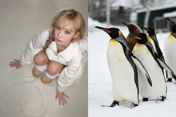 你知道自己像什麼動物嗎？MBTI人格「對應的動物」公開！ISFP完全是卡皮巴拉！