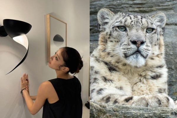 你知道自己像什麼動物嗎？MBTI人格「對應的動物」公開！ISFP完全是卡皮巴拉！