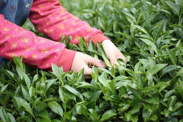 網推10大必喝「台灣茶」手搖店！天仁茗茶、50嵐、茶之魔手都上榜，烏弄冬片仔被讚爆