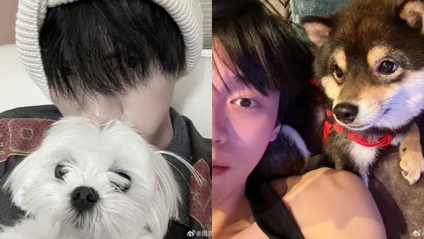 中國藝人那些可以自己賺飼料錢的小狗們，孟子義的狗超有名、連 LV 都有邀請小狗！