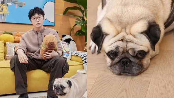 中國藝人那些可以自己賺飼料錢的小狗們，孟子義的狗超有名、連 LV 都有邀請小狗！