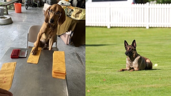 台灣偵搜犬協會Tdda的官方宣傳圖，一隻搜救犬的肖像照用於呼籲民眾捐款支持