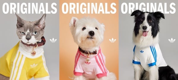 adidas Originals 三葉草寵物系列販售資訊