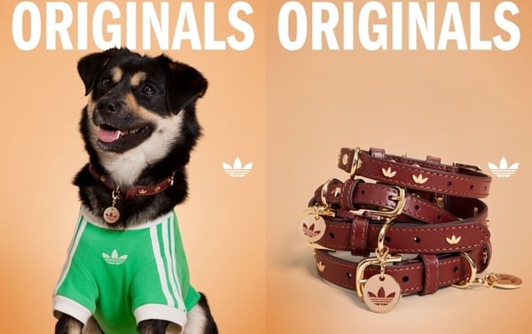 adidas Originals 寵物項圈，NT$1,690