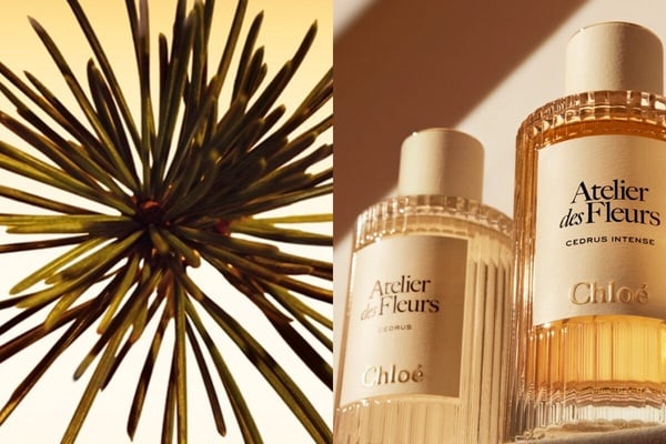 聞起來很有錢！8款Threads推薦招財「人間富貴花香水」推薦：CHANEL、TOM FORD