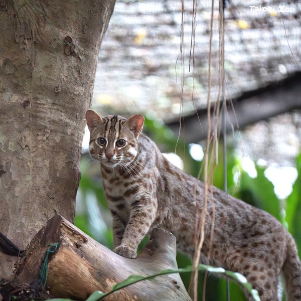 台灣之光！台北市立動物園：它不是觀光景點，而是全球最溫柔的動物避風港