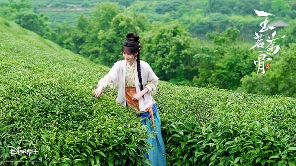 《玉茗茶骨》結合了長劇的質感和短劇的優點，主打男人宅鬥、女人商戰。這是《延禧攻略》製作人于正又推出的大女主劇，于正特別會拍這種家宅群像。劇情邏輯不能深思，但情節豐富，第一集就有爽感滿滿的大女主劇情，節奏絲毫不拖沓，也有拍出不同於其他宅鬥劇的亮點。