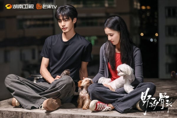 《野狗骨頭》是最近評價不錯的現偶甜寵劇，找來《何以笙簫默》、《王子變青蛙》的導演執導，這位導演太會拍了！有拍出曖昧的拉扯感，劇情也不會無腦撒糖、懸浮尷尬。不過相較之下，《野狗骨頭》沒有那麼多狗血和高潮迭起的橋段，因此比較難吸引愛看強節奏陸劇的觀眾。但質感是不錯的！