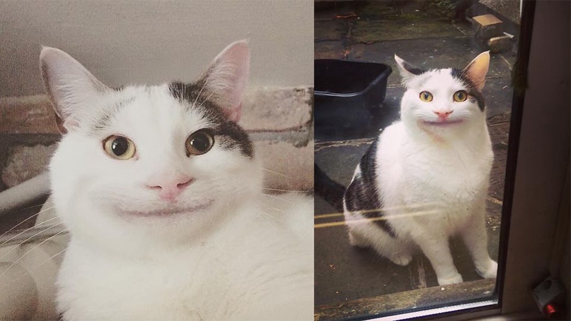 圖片來源:IG@polite_cat_olli