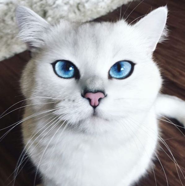 英國短毛貓IG@Cobythecat  追蹤人數1.2m
這是小編私心最喜歡的一隻，因為實在長得太美了啦~~~一身雪白的毛色配上一雙湛藍大眼睛(超級藍)，完全會陷進他的眼睛裡，這隻英國短毛貓 Cobe，以空靈貴族感征服世界(?)，被網友形容「美好的就像從漫畫走出來般」。而且小編發現它有時候會有崩壞的表情出現，反差也是萌萌的~圖片來源：IG@cobythecat