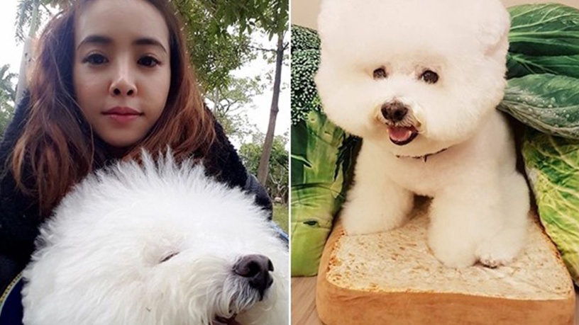 愛犬成癡的女神蔡依林的明星犬woohoo不僅與她一同拍過廣告還有特定的粉絲後援會，人氣完全不輸女神媽咪！