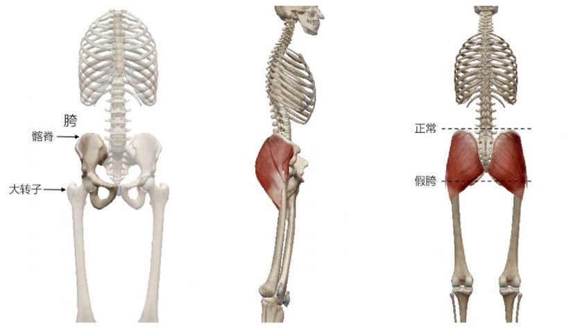 妳不是腿短,而是「假胯寬」!簡易鍛鍊矯正,告別五五身
