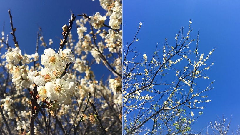 ＃桃園｜角板山公園