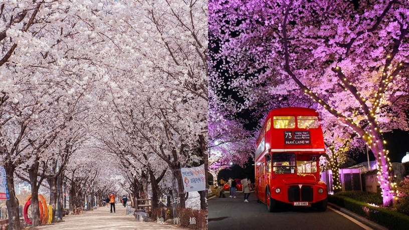韓國「櫻花慶典」懶人包~3、4月櫻花季旅遊絕對不能錯過!