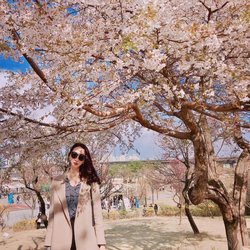 韓國「櫻花慶典」懶人包~3、4月櫻花季旅遊絕對不能錯過!