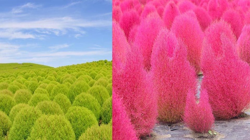 日本秋日限定掃帚草景點,毛茸茸夢幻的球海絕對是秋日必拍