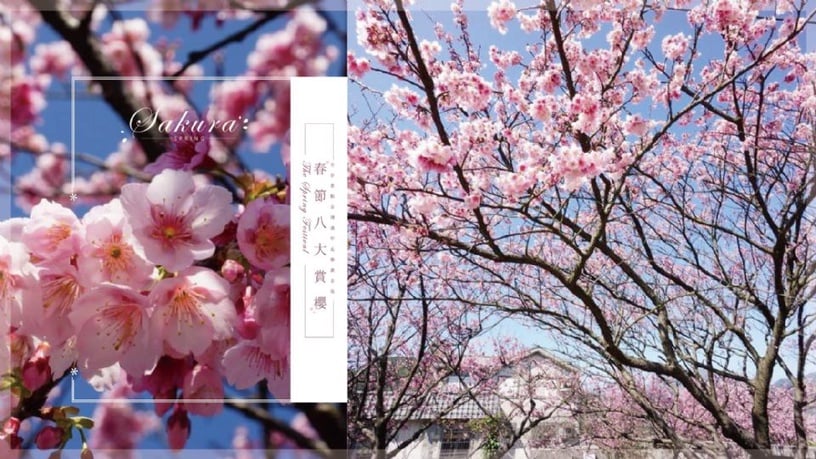 農曆春節全台8大賞櫻景點公開！過年走春就去這！