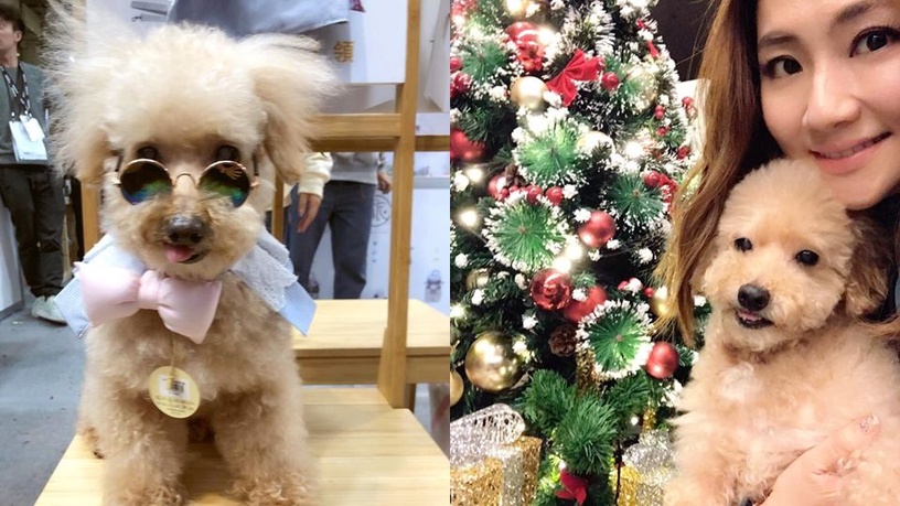 Selina愛犬Pinky過世,心碎淚崩忍痛告別!