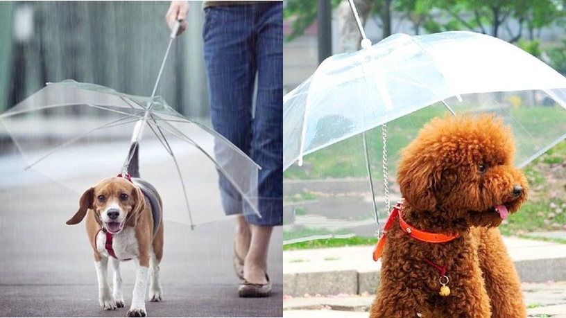 梅雨季溜狗必備!超狂「毛小孩專用雨傘」,再也不怕狗狗淋雨感冒啦!