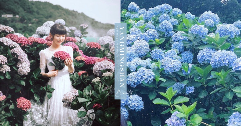 陽明山「繡球花」熱門打卡點推薦!一年一度藍紫色超美花海,快用唯美仙女照洗版IG吧~