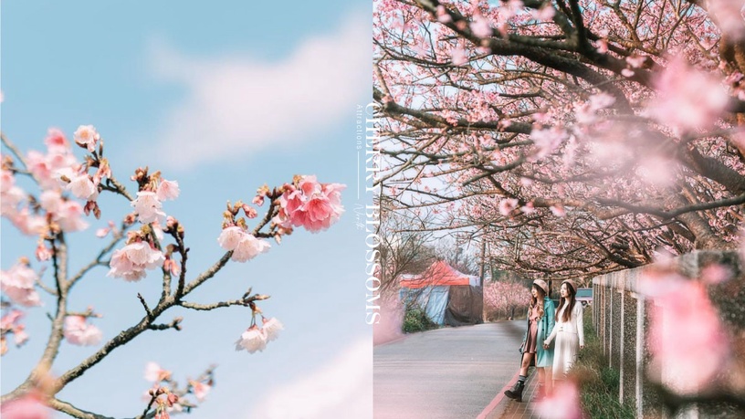 2021「北部賞櫻景點」懶人包，粉色櫻花海、賞櫻秘境，櫻花季七大精選景點一次看