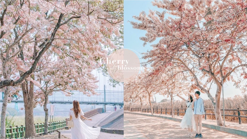 2021全台花旗木景點推薦!金砂花旗木步道、竹崎親水公園,不用上山也能賞平地櫻花