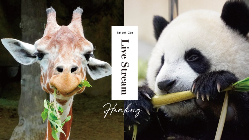 「沒人氣動物園」線上開播!不能逛動物園沒關係,在家也能看無尾熊、長頸鹿吃播