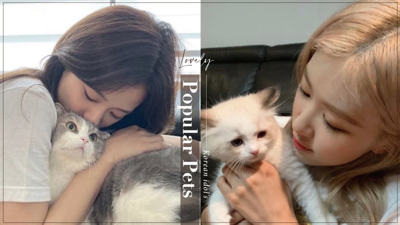 盤點6位韓國偶像的超紅寵物！LISA寵物貓是百萬Youtuber，太妍毛小孩紅到出聯名商品
