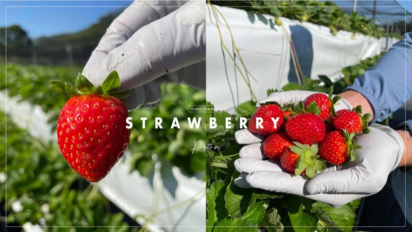 可以採草莓了！苗栗大湖「草莓季」搶先預約，最快11月中就能採