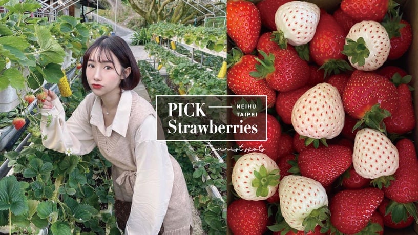 台北也能採草莓！2021「台北內湖草莓園」6間推薦，想採草莓不用跑苗栗