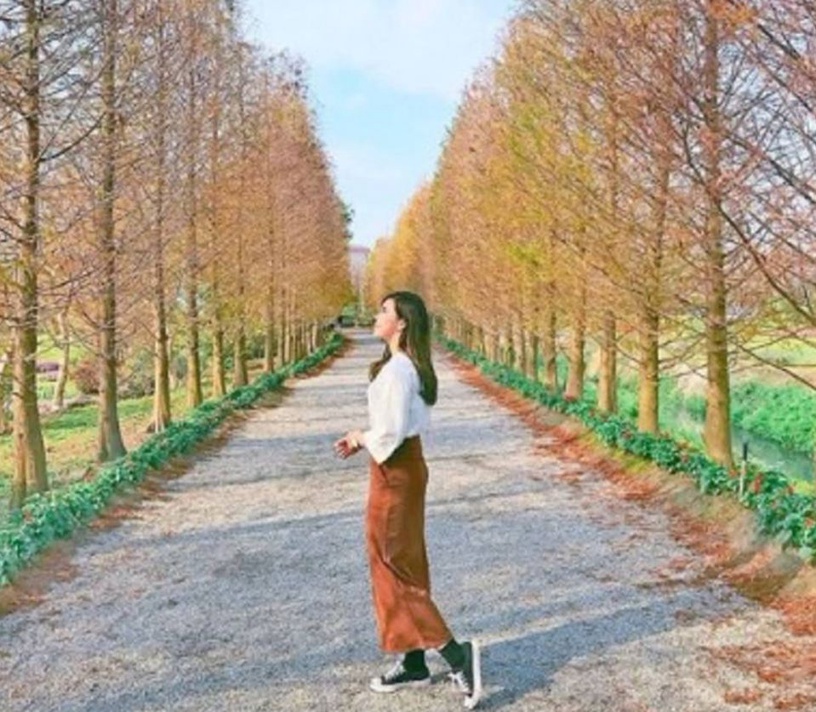 北中南「落羽松」仙境大公開~ 奇幻森林般的秘境絕不能錯過!