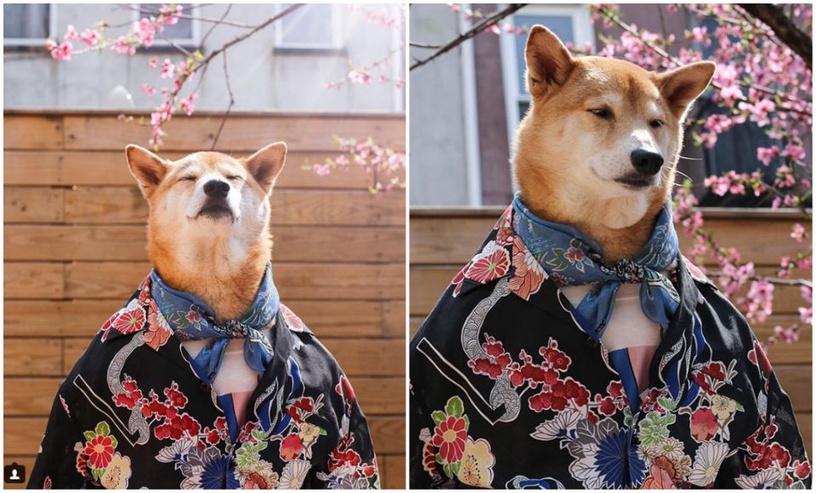 比人還要潮!快跟犬界時尚模特柴柴學穿搭!