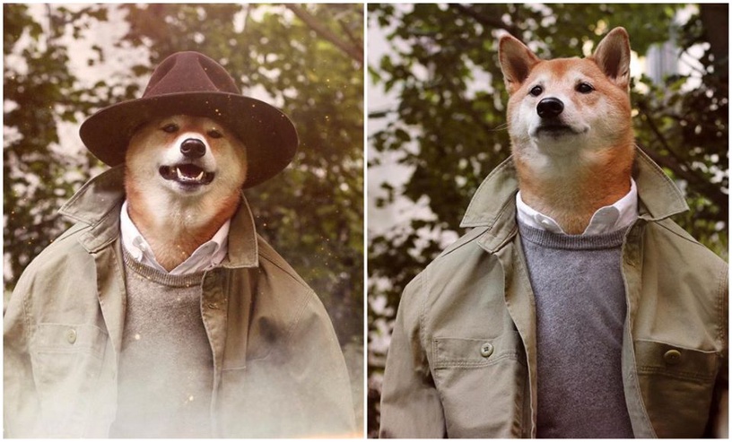 比人還要潮!快跟犬界時尚模特柴柴學穿搭!