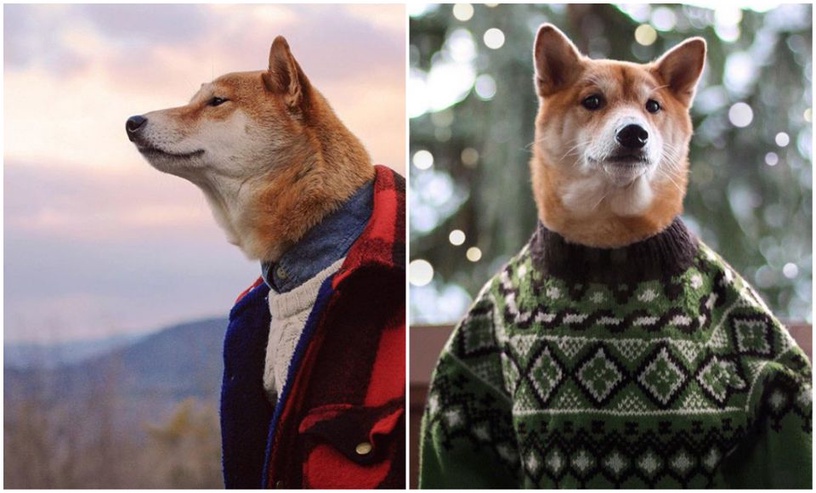 比人還要潮!快跟犬界時尚模特柴柴學穿搭!