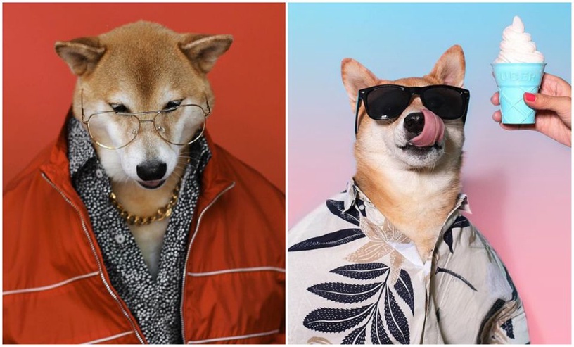 比人還要潮!快跟犬界時尚模特柴柴學穿搭!