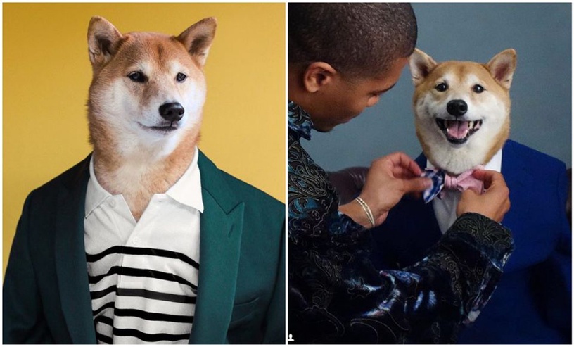 比人還要潮!快跟犬界時尚模特柴柴學穿搭!