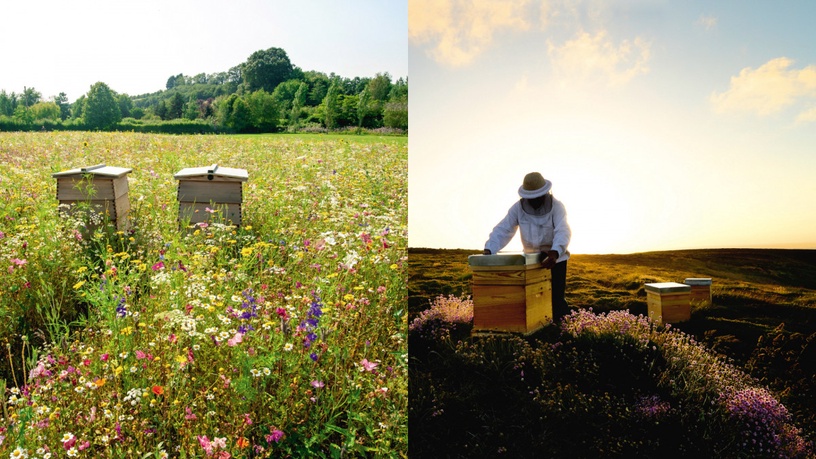 520世界蜜蜂日!嬌蘭代言人雪芙號召 #WorldBeeDay 為世界加點蜜~ 攜手守護蜜蜂與地球