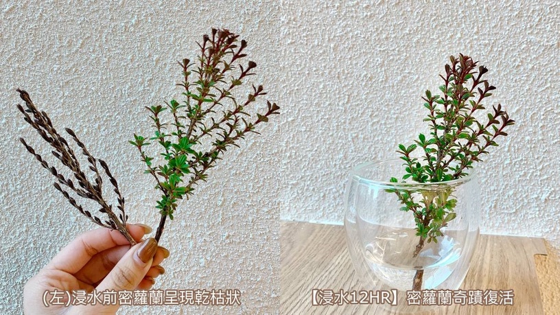 GA 亞曼尼綠鑽晶萃 黑曜岩頂級保養