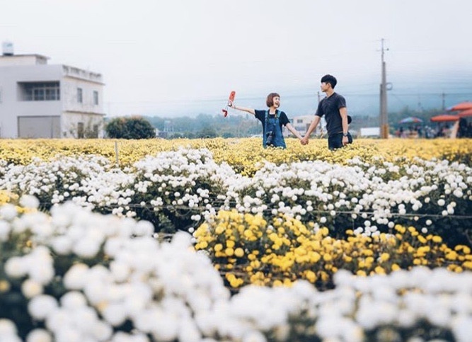 苗栗「銅鑼杭菊芋頭節」開跑!雪白夢幻的銅鑼杭菊花海,不用出國就可以拍到漂亮雪景~