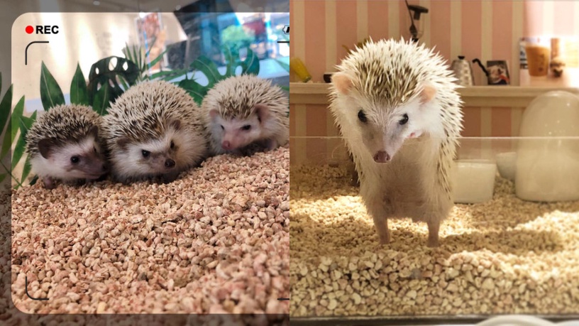 台北 獵奇動物 咖啡廳推薦 小狐朦 刺蝟 鱷魚 咖啡廳 陪你度過放鬆午後 Beauty美人圈