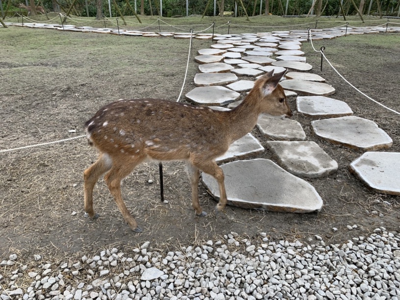 宜蘭熱門景點小奈良「斑比山丘」新面貌登場,還有熱鬧市集讓你有吃又有玩!