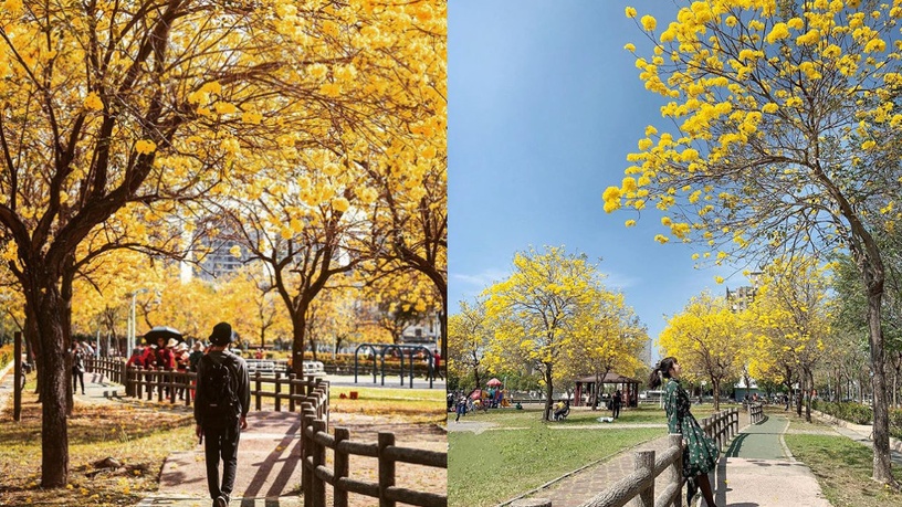 2020 IG 打卡景點推薦!台中廍子公園黃花風木百花齊放,夢幻程度讓人屏住呼吸!