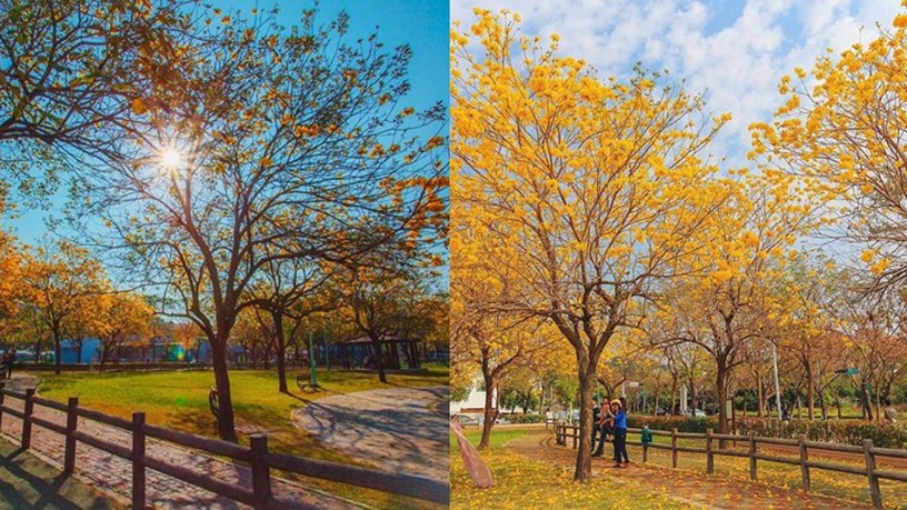 2020 IG 打卡景點推薦!台中廍子公園黃花風木百花齊放,夢幻程度讓人屏住呼吸!
