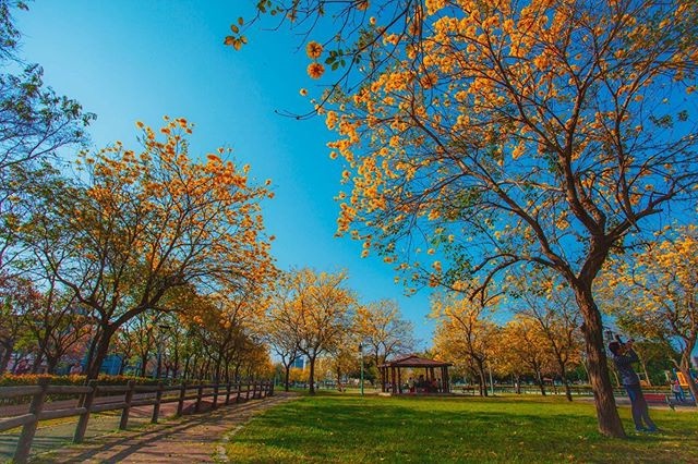 台中北屯廍子公園的黃花風鈴木齊花綻放!往右滑看更多圖集~