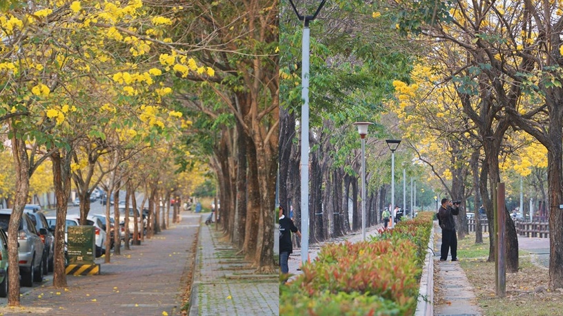 台中北屯廍子公園的黃花風鈴木齊花綻放!往右滑看更多圖集~