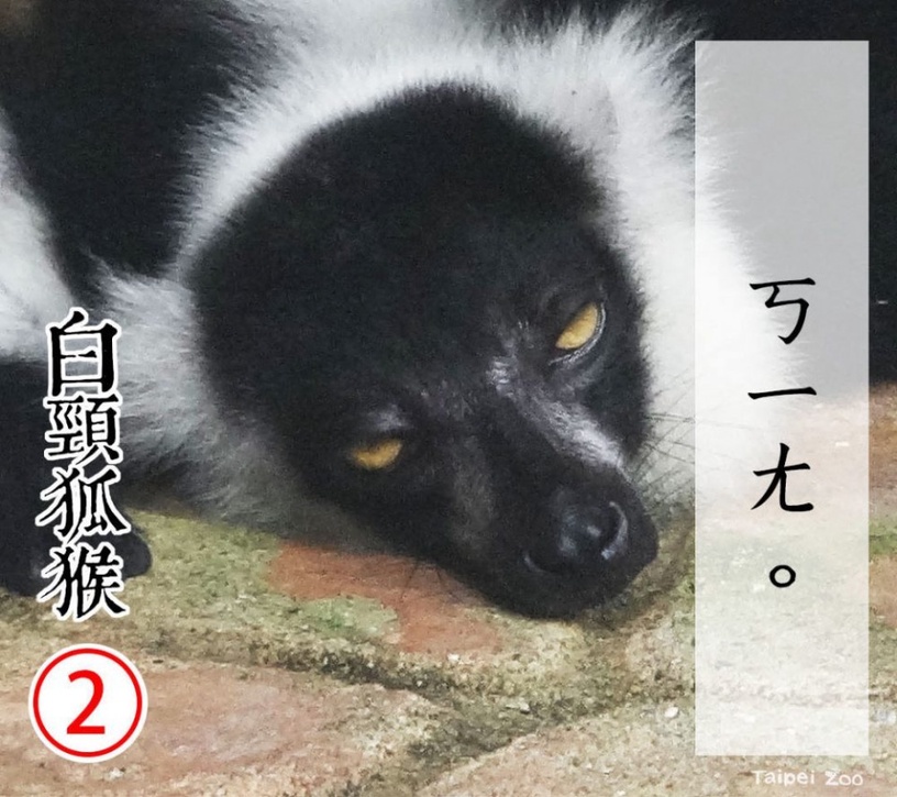 防疫動物也有責!台北市立動物園推出「超ㄎㄧㄤ動物防疫政見發表」,萌度破表啦!