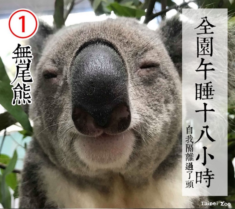 防疫動物也有責!台北市立動物園推出「超ㄎㄧㄤ動物防疫政見發表」,萌度破表啦!