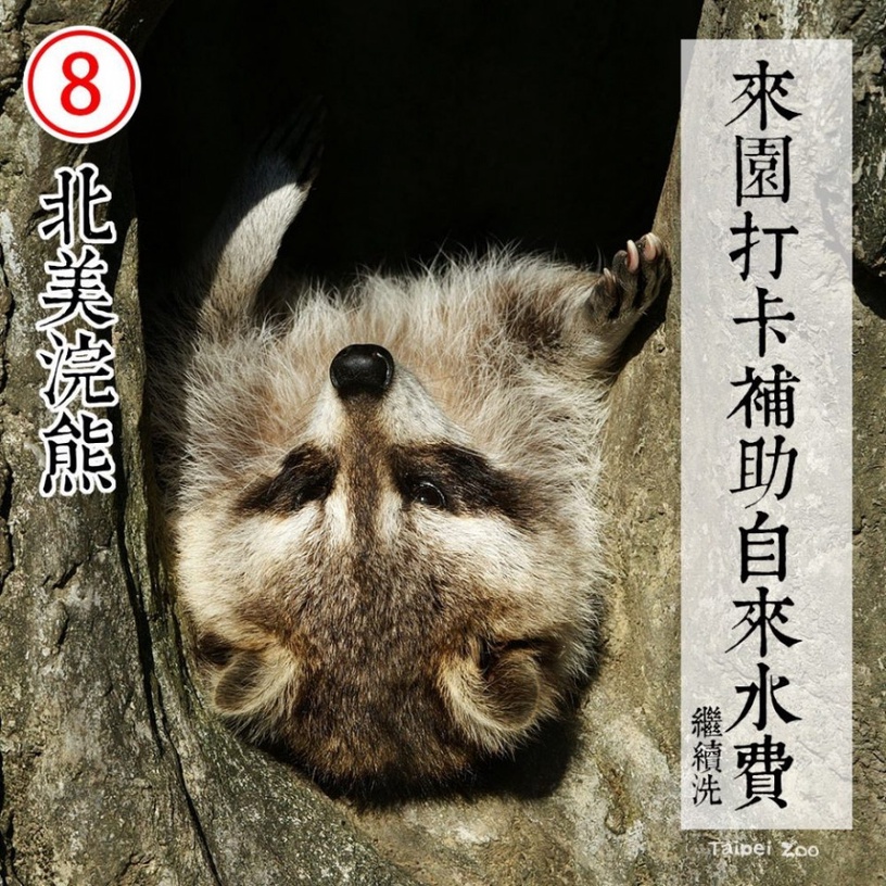 防疫動物也有責!台北市立動物園推出「超ㄎㄧㄤ動物防疫政見發表」,萌度破表啦!