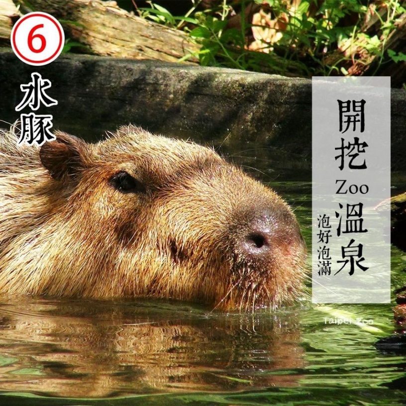 防疫動物也有責!台北市立動物園推出「超ㄎㄧㄤ動物防疫政見發表」,萌度破表啦!